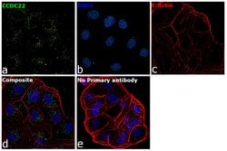 Invitrogen CCDC22 Monoclonal Antibody (OTI5C1) 100 &mu;L; Unconjugated:Antibodies,