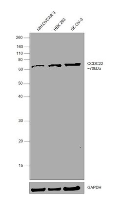 Invitrogen CCDC22 Monoclonal Antibody (OTI5C1) 100 &mu;L; Unconjugated:Antibodies,