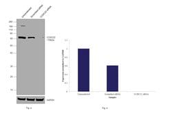 Invitrogen CCDC22 Monoclonal Antibody (OTI5C1) 100 &mu;L; Unconjugated:Antibodies,
