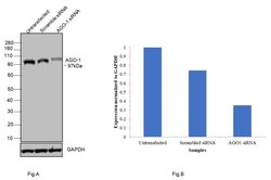 AGO1 Monoclonal Antibody (OTI4G1):Antibodies, Monoclonal
