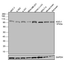 AGO1 Monoclonal Antibody (OTI4G1):Antibodies, Monoclonal