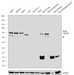 Invitrogen N-WASP Monoclonal Antibody (OTI6A4) 100 &mu;L; Unconjugated:Antibodies,