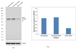 Invitrogen N-WASP Monoclonal Antibody (OTI6A4) 100 &mu;L; Unconjugated:Antibodies,