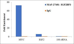 Invitrogen IGF2BP3 Monoclonal Antibody (OTI7B10) 100 &mu;L; Unconjugated:Antibodies,