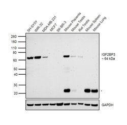 Invitrogen IGF2BP3 Monoclonal Antibody (OTI7B10) 100 &mu;L; Unconjugated:Antibodies,