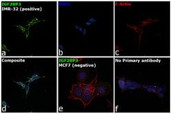 Invitrogen IGF2BP3 Monoclonal Antibody (OTI6A3) 100 &mu;L | Buy Online | Invitrogen&trade; | Fisher Scientific