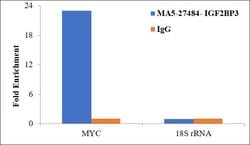 Invitrogen IGF2BP3 Monoclonal Antibody (OTI6A3) 100 &mu;L | Buy Online | Invitrogen&trade; | Fisher Scientific