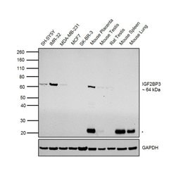 Invitrogen IGF2BP3 Monoclonal Antibody (OTI6A3) 100 &mu;L | Buy Online | Invitrogen&trade; | Fisher Scientific