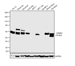 Invitrogen CRMP2 Monoclonal Antibody (OTI5D7) 100 &mu;L; Unconjugated:Antibodies,