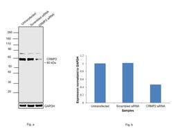 Invitrogen CRMP2 Monoclonal Antibody (OTI5D7) 100 &mu;L; Unconjugated:Antibodies,
