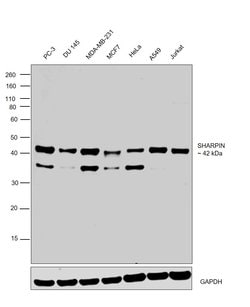 Invitrogen SHARPIN Monoclonal Antibody (OTI1F4) 100 &mu;L; Unconjugated:Antibodies,