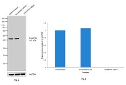 Invitrogen SHARPIN Monoclonal Antibody (OTI1F4) 100 &mu;L; Unconjugated:Antibodies,