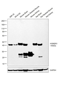 Invitrogen HOMER1 Monoclonal Antibody (OTI7G10) 100 &mu;L; Unconjugated:Antibodies,
