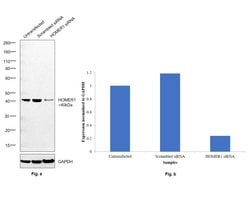 Invitrogen HOMER1 Monoclonal Antibody (OTI7G10) 100 &mu;L; Unconjugated:Antibodies,