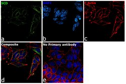 Invitrogen SCD Monoclonal Antibody (CD.E10) 100 &mu;g; Unconjugated:Antibodies,