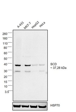 Invitrogen SCD Monoclonal Antibody (CD.E10) 100 &mu;g; Unconjugated:Antibodies,