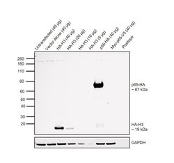 Invitrogen HA tag Monoclonal Antibody (HA.C5) 100 &mu;g | Buy Online | Invitrogen&trade; | Fisher Scientific