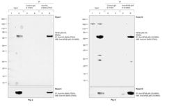 Invitrogen HA tag Monoclonal Antibody (HA.C5) 100 &mu;g | Buy Online | Invitrogen&trade; | Fisher Scientific