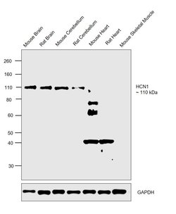 Invitrogen HCN1 Monoclonal Antibody (S70) 100 &mu;g; Unconjugated:Antibodies,
