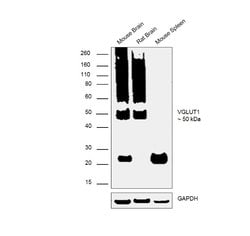 Invitrogen VGLUT1 Monoclonal Antibody (N28/9) 100 &mu;g; Unconjugated:Antibodies,