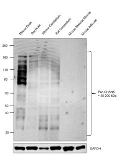 Invitrogen Pan SHANK Monoclonal Antibody (N23b/49) 100 &mu;g; Unconjugated:Antibodies,