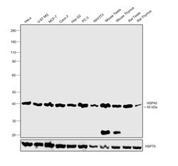 Invitrogen HSP40 Monoclonal Antibody (3B9.E6) 100 &mu;g; Unconjugated:Antibodies,