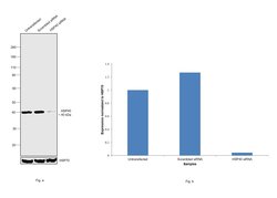 Invitrogen HSP40 Monoclonal Antibody (3B9.E6) 100 &mu;g; Unconjugated:Antibodies,