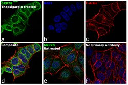Invitrogen GRP78 Monoclonal Antibody (1H11-1H7) 100 &mu;g; Unconjugated:Antibodies,