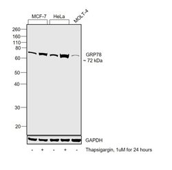 Invitrogen GRP78 Monoclonal Antibody (1H11-1H7) 100 &mu;g; Unconjugated:Antibodies,