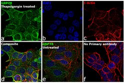 Invitrogen GRP78 Monoclonal Antibody (6H4-2G7) 100 &mu;g; Unconjugated:Antibodies,