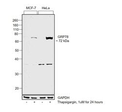Invitrogen GRP78 Monoclonal Antibody (6H4-2G7) 100 &mu;g; Unconjugated:Antibodies,
