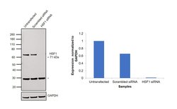 Invitrogen HSF1 Monoclonal Antibody (10H8) 100 &mu;g; Unconjugated:Antibodies,