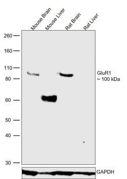 Invitrogen GluR1 Monoclonal Antibody (N355/1) 100 &mu;g | Buy Online | Invitrogen&trade; | Fisher Scientific