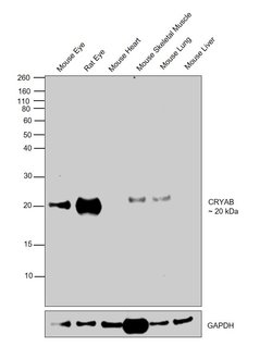 Invitrogen CRYAB Monoclonal Antibody (1A7.D5) 200 &mu;g; Unconjugated:Antibodies,