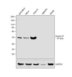 Invitrogen SERPINH1 Monoclonal Antibody (1C4-1A6) 200 &mu;g; Unconjugated:Antibodies,