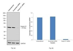 Invitrogen SERPINH1 Monoclonal Antibody (1C4-1A6) 200 &mu;g; Unconjugated:Antibodies,