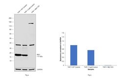Invitrogen IBA1 Monoclonal Antibody (GT10312) 100 &mu;L; Unconjugated:Antibodies,