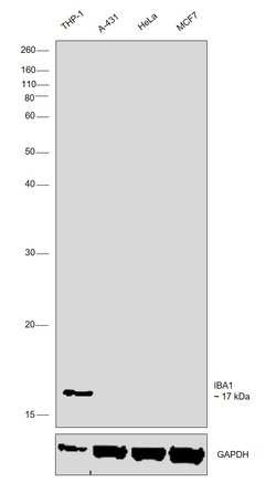 Invitrogen IBA1 Monoclonal Antibody (GT10312) 100 &mu;L; Unconjugated:Antibodies,
