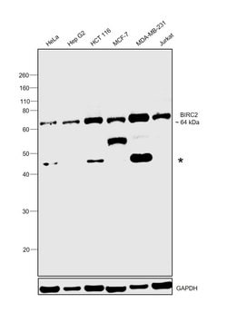 Invitrogen cIAP1 Monoclonal Antibody (GT422) 100 &mu;L; Unconjugated:Antibodies,