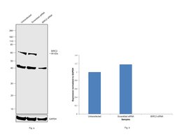 Invitrogen cIAP1 Monoclonal Antibody (GT422) 100 &mu;L; Unconjugated:Antibodies,