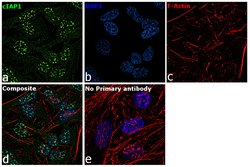 Invitrogen cIAP1 Monoclonal Antibody (GT422) 100 &mu;L; Unconjugated:Antibodies,