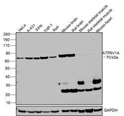 Invitrogen ATP6V1A Monoclonal Antibody (GT811) 100 &mu;L; Unconjugated:Antibodies,