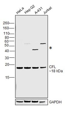 Invitrogen Cofilin Monoclonal Antibody (GT217) 100 &mu;L; Unconjugated:Antibodies,
