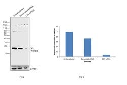 Invitrogen Cofilin Monoclonal Antibody (GT217) 100 &mu;L; Unconjugated:Antibodies,