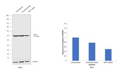 Invitrogen ENO1 Monoclonal Antibody (GT2217) 100 &mu;L; Unconjugated:Antibodies,