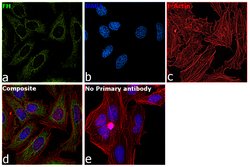 Invitrogen Fumarase Monoclonal Antibody (GT548) 100 &mu;L; Unconjugated:Antibodies,