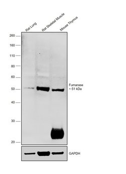 Invitrogen Fumarase Monoclonal Antibody (GT548) 100 &mu;L; Unconjugated:Antibodies,