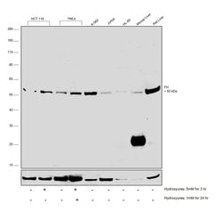 Invitrogen Fumarase Monoclonal Antibody (GT7612) 100 &mu;L; Unconjugated:Antibodies,