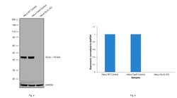 Invitrogen Glutamine Synthetase Monoclonal Antibody (GT1055) 100 &mu;L;