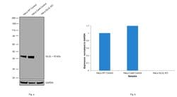 Invitrogen Glutamine Synthetase Monoclonal Antibody (GT7711) 100 &mu;L;